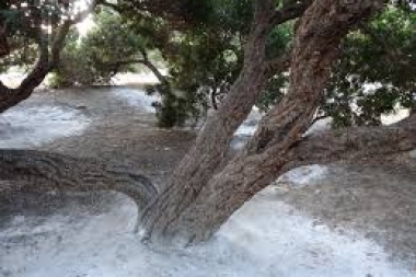 Έκταση 2000 τ.μ. με μαστιχόδεντρα στη Χίο