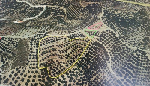 Αγροτεμάχιο 7820 τ.μ. με 156 ελιές στο Καλό Χωριό Πεδιάδος του Ηρακλείου Κρήτης